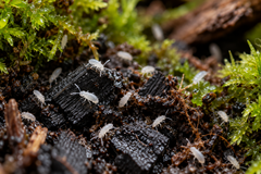 White springtails (Collembola) on moist charcoal and organic material in a terrarium