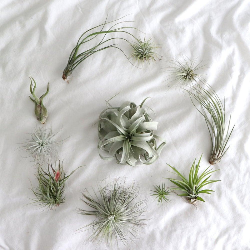 Healthy Tillandsia air plants displayed in natural indoor conditions