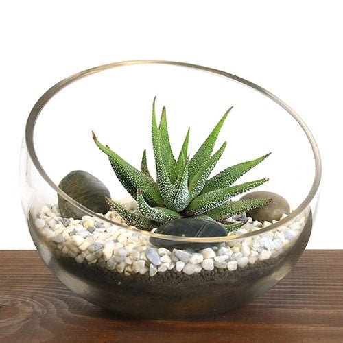 Glass terrarium with succulents on a wooden surface
