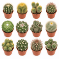 A 3x4 grid of twelve different cactus species in small terracotta pots, arranged on a clean white background.