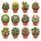 A 3x4 grid of twelve different cactus species in small terracotta pots, arranged on a clean white background.