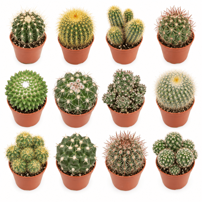 A 3x4 grid of twelve different cactus species in small terracotta pots, arranged on a clean white background.