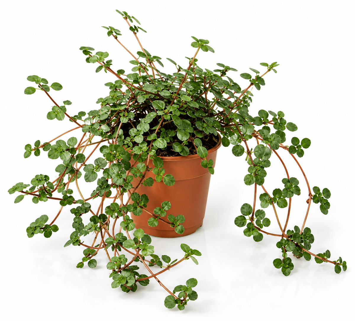 A potted trailing plant with small round green leaves and reddish stems, shown in a terracotta-colored plastic pot against a plain white background.