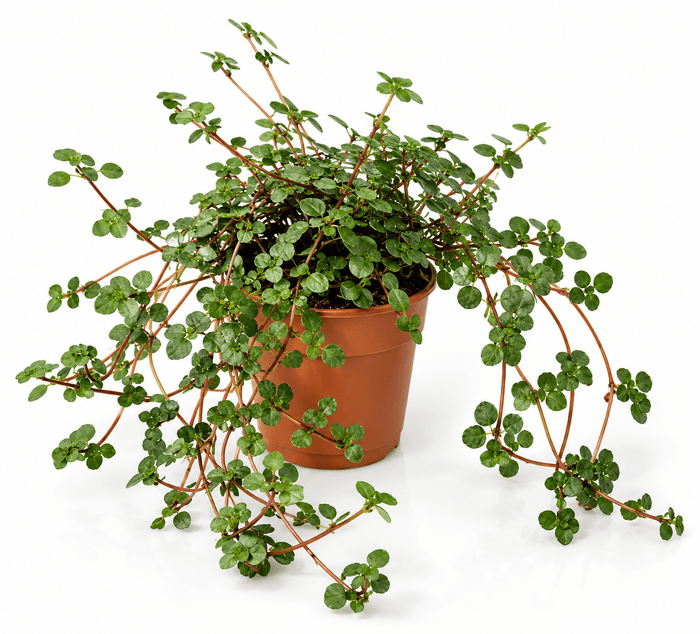 A potted trailing plant with small round green leaves and reddish stems, shown in a terracotta-colored plastic pot against a plain white background.