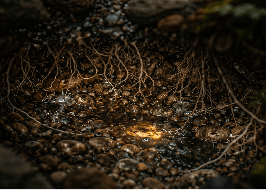 Close-up of a damp, earthy surface with roots and water droplets.