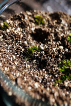 Close-up of soil with small plants, possibly in a pot