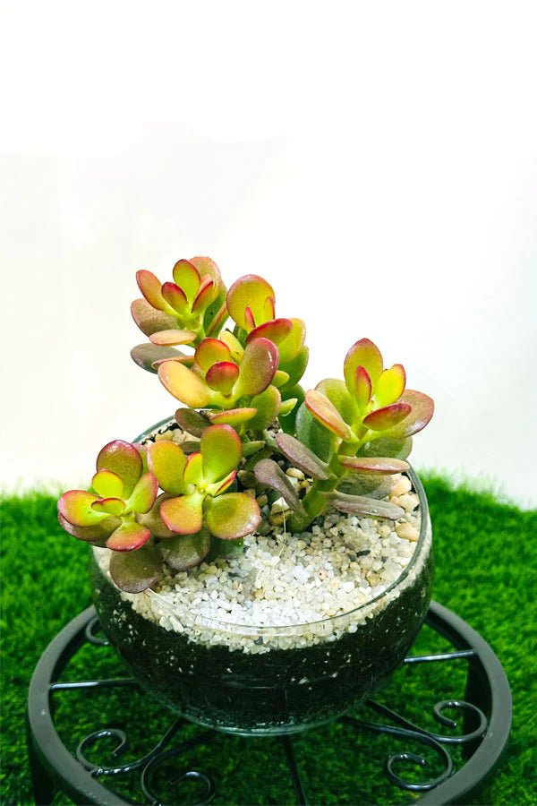 Small succulent plant in a decorative pot on a white background