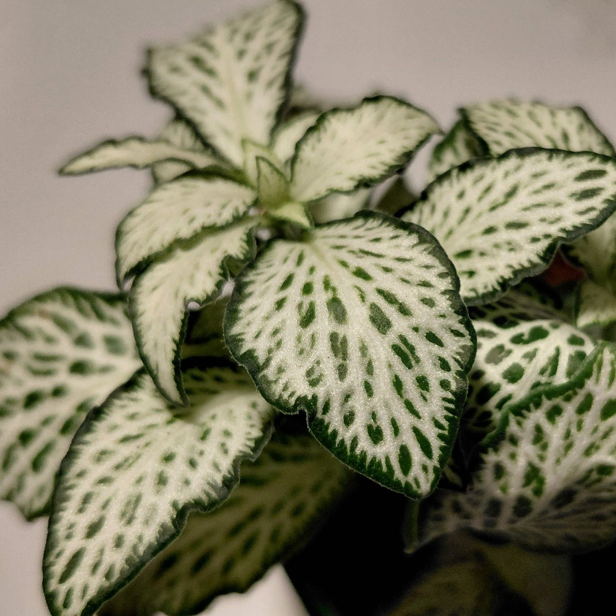 Fittonia