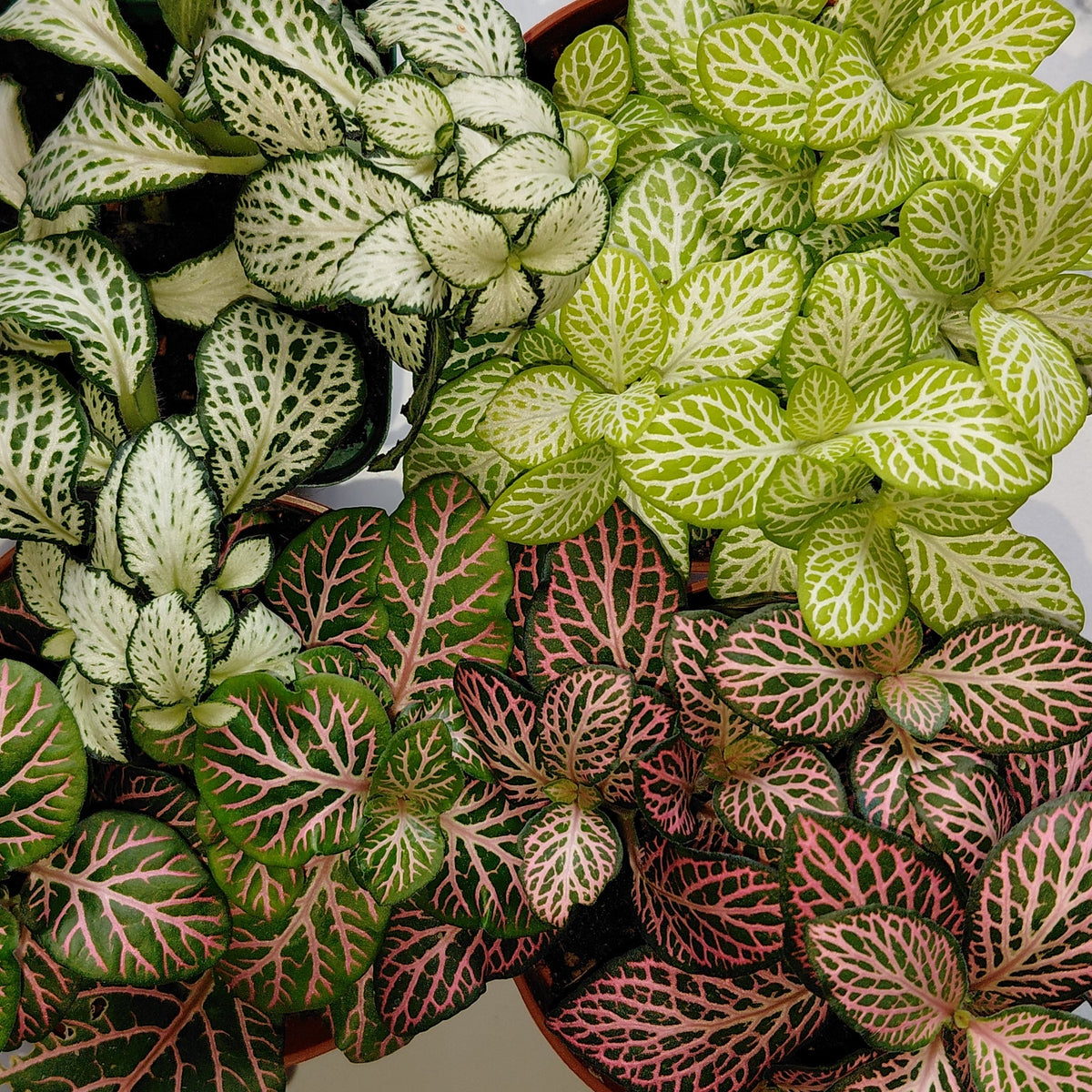 Collection of green leafy plants with variegated leaves on a white background