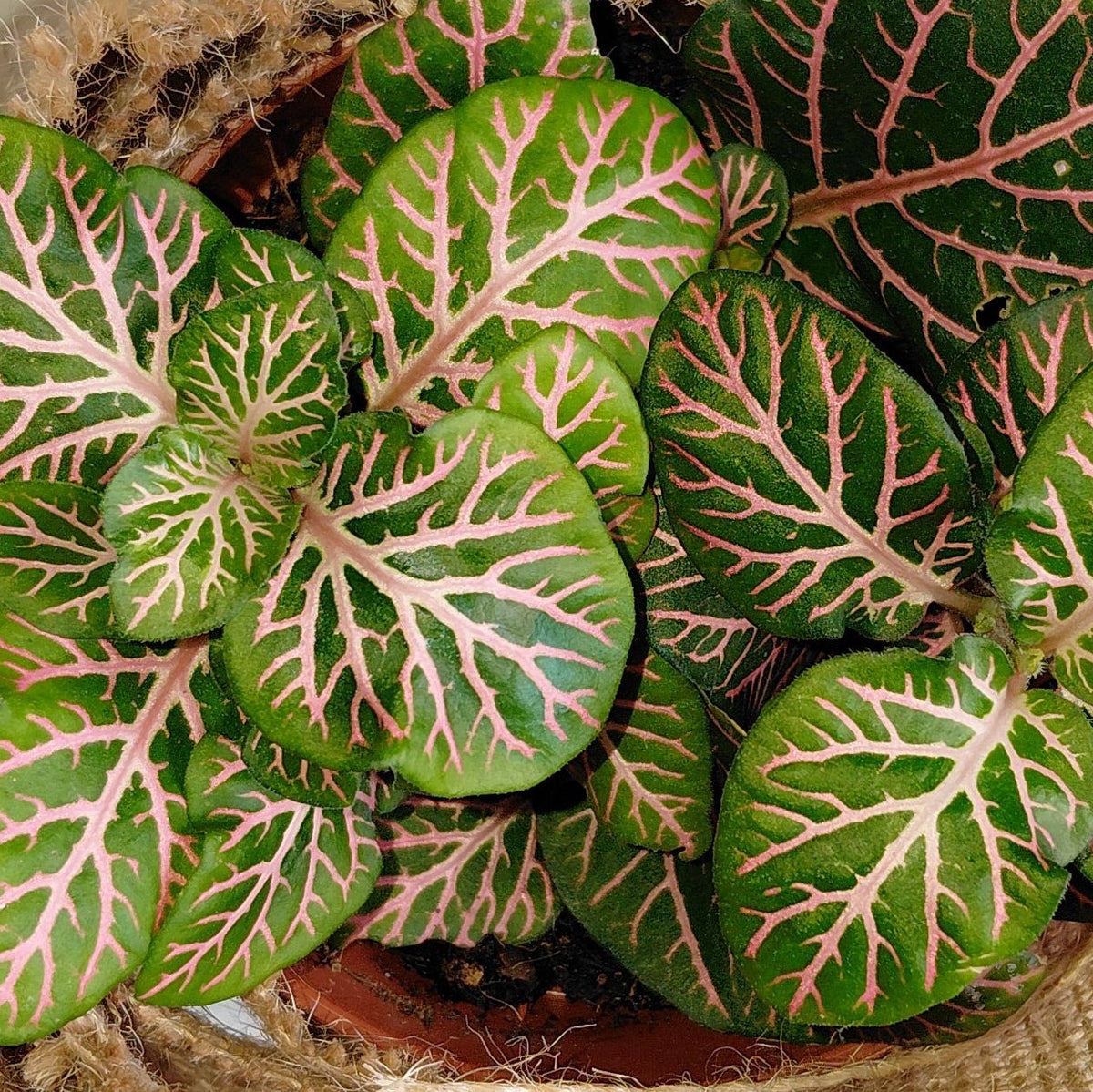 Green leafy plant in a woven basket on a white background