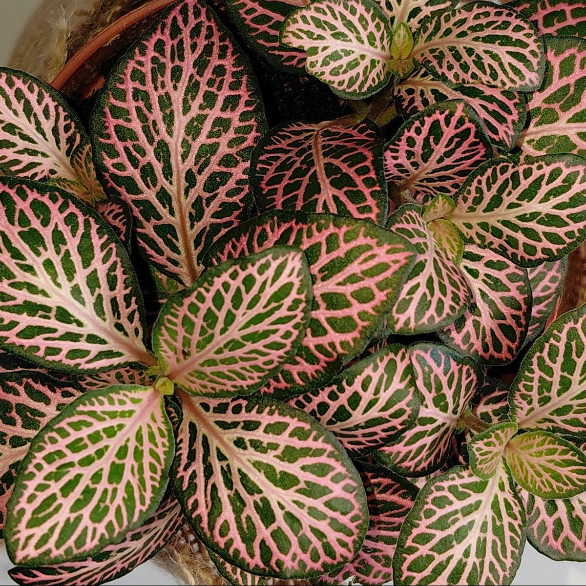 Fittonia Pink Veins Close Up