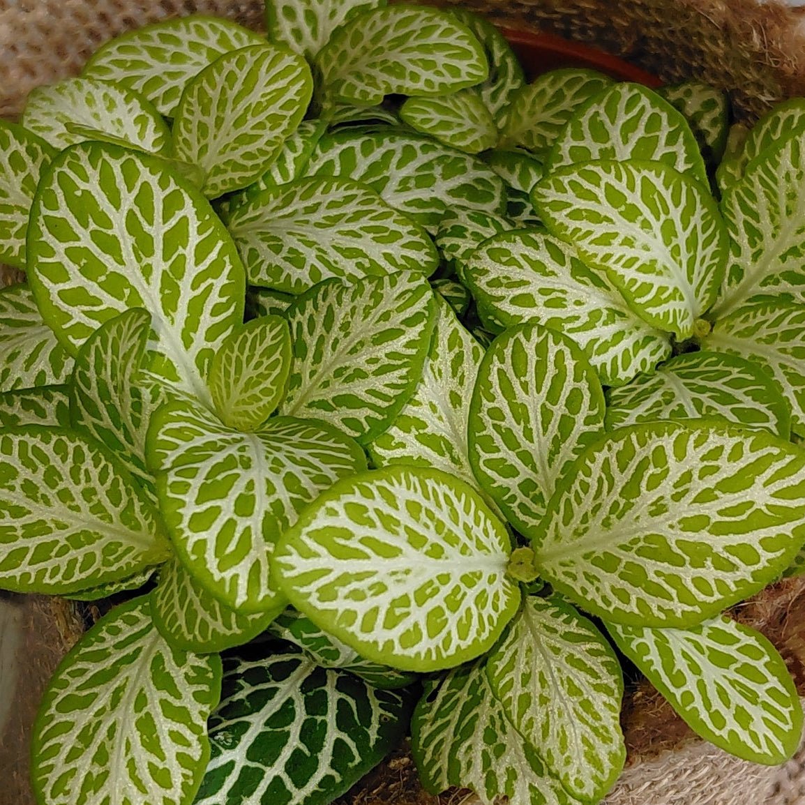 Green and white patterned plant in a brown fabric pot on a marble surface