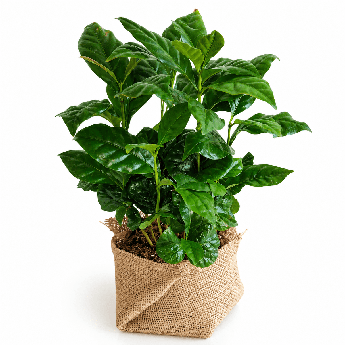 A potted green houseplant with glossy, broad leaves in a natural burlap fabric pot, isolated on a white background.