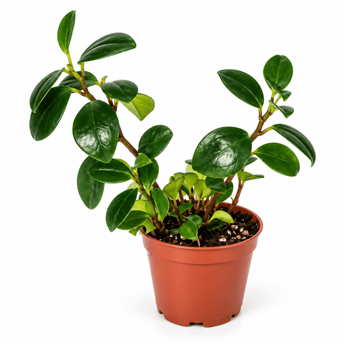 Peperomia obtusifolia live plant with glossy green leaves in a nursery pot
