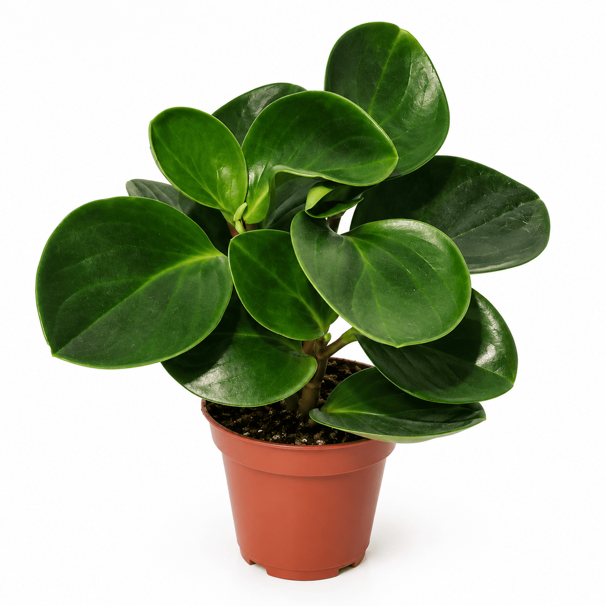 A potted Ficus lyrata plant with glossy, rounded dark green leaves, in a small terracotta-colored plastic nursery pot, isolated on a white background.