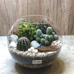 Terrarium with cacti and succulents on a wooden surface