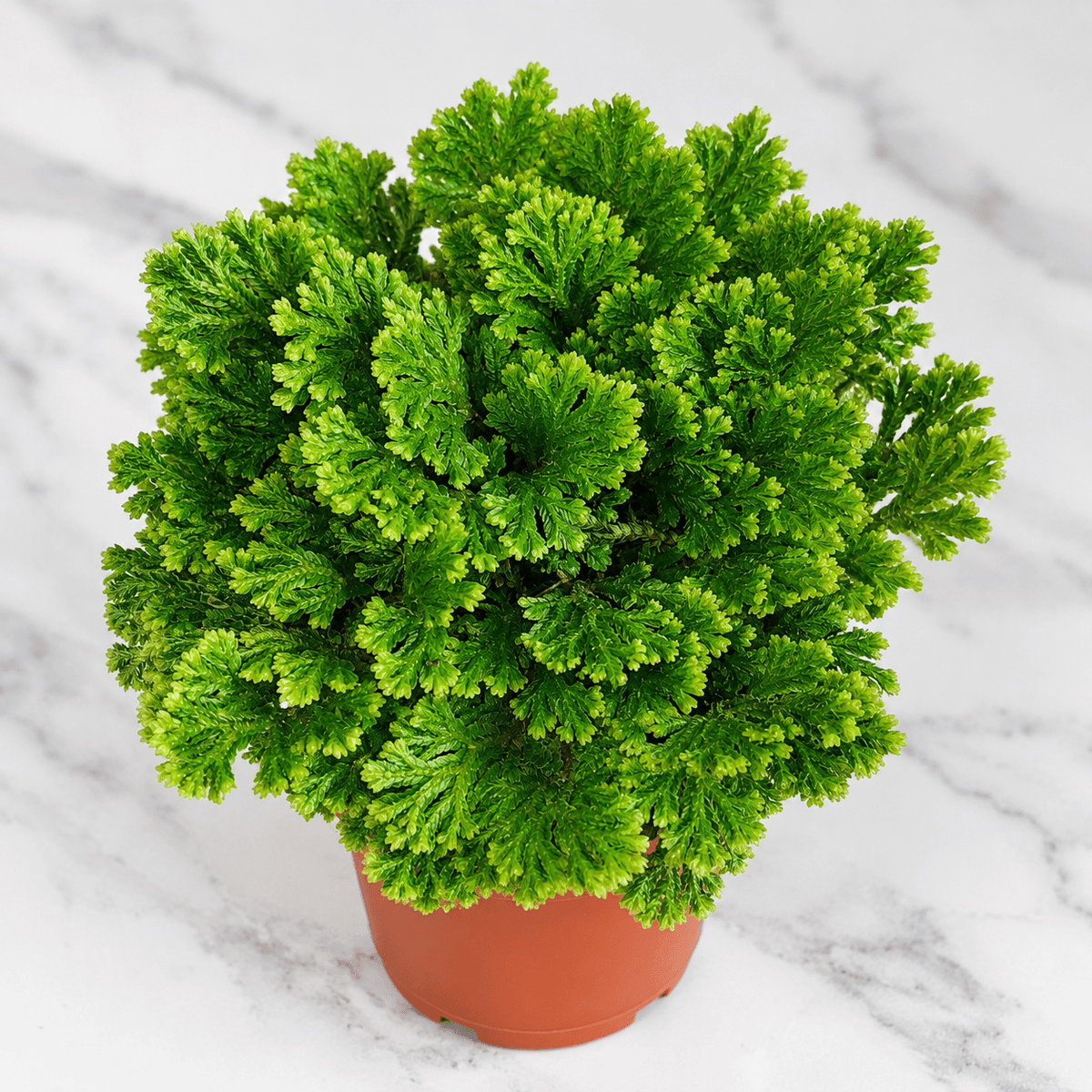 A small, dense green evergreen shrub or artificial plant in a terracotta-colored plastic pot, photographed from above on a white marble surface.