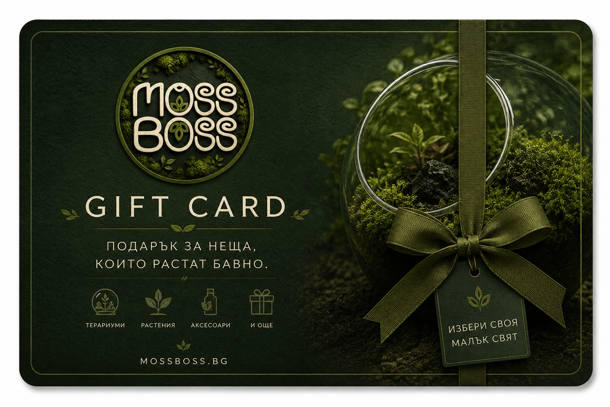 Moss Boss gift card with a decorative glass container and green ribbon on a dark background.
