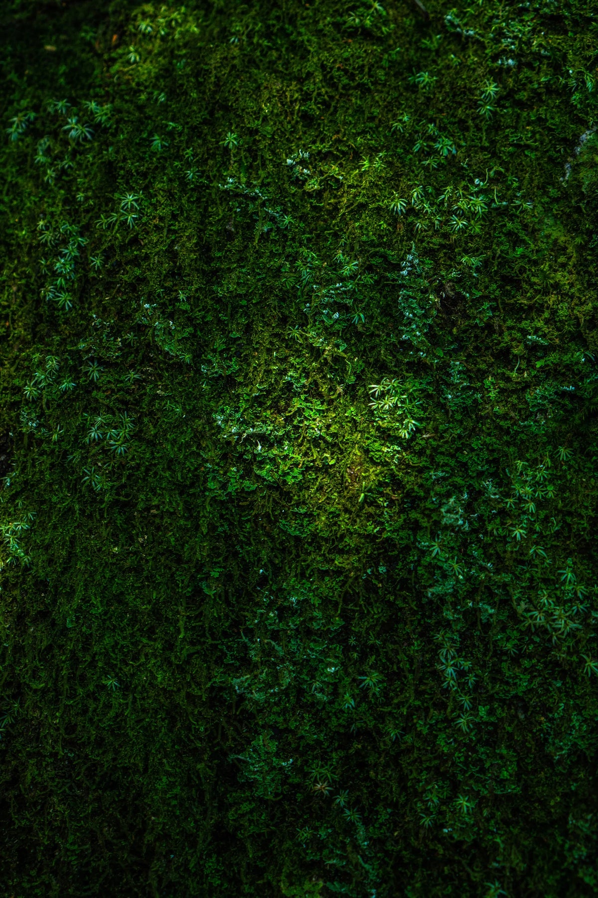 Close-up of a green mossy texture