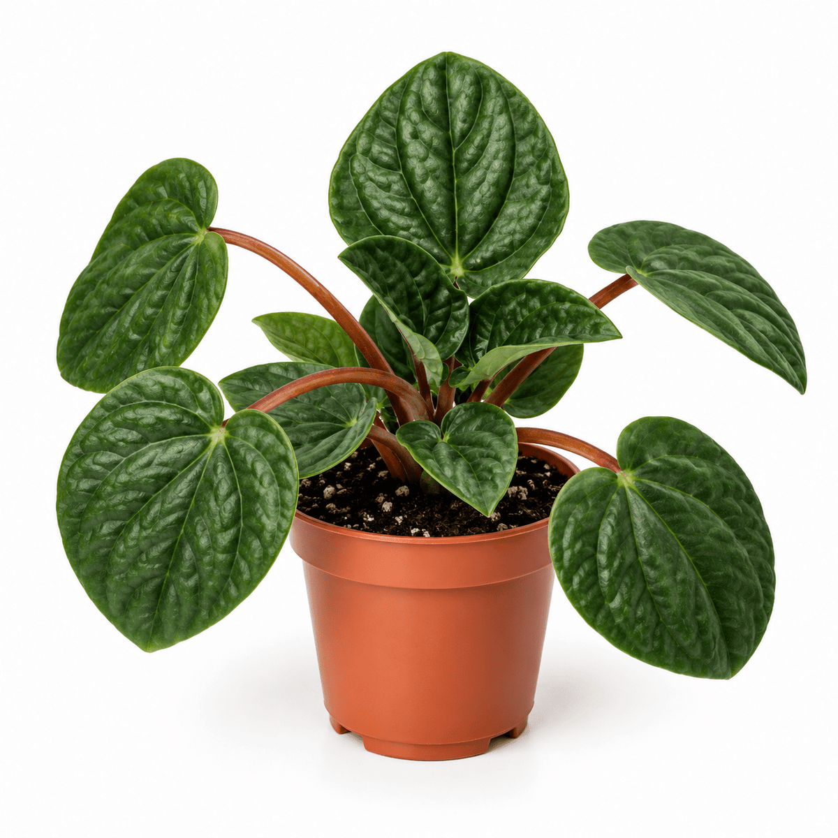 A potted houseplant with glossy dark green heart-shaped leaves and reddish-brown stems, growing in a terracotta-colored plastic pot on a white background.