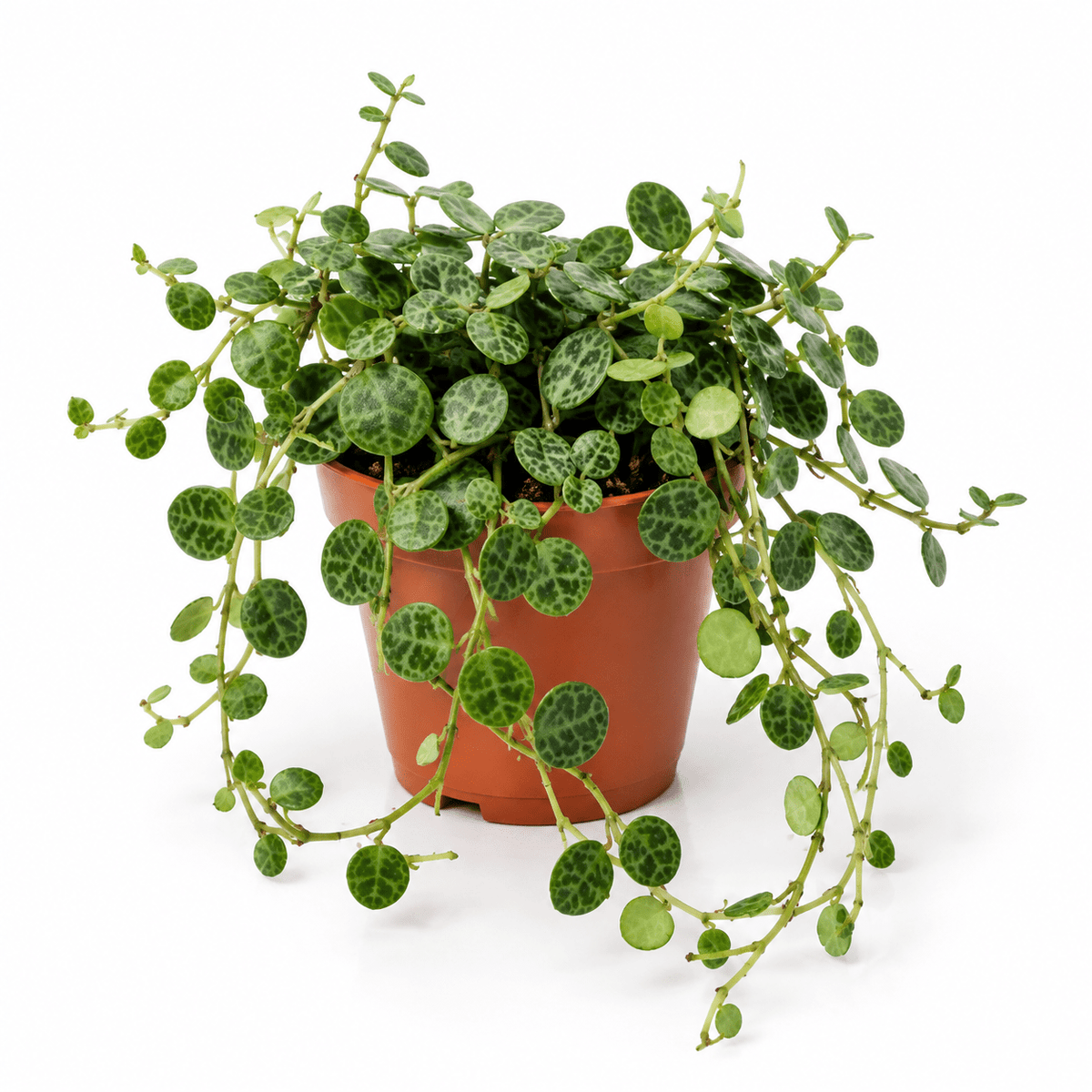 A trailing houseplant with many small oval green leaves featuring dark marbled veining, potted in a terracotta-colored plastic pot against a clean white background.