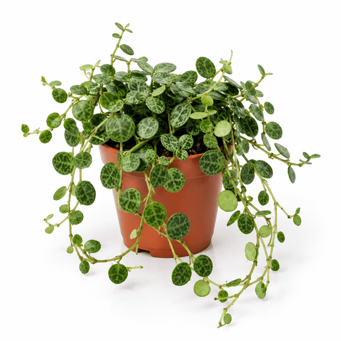 A trailing houseplant with many small oval green leaves featuring dark marbled veining, potted in a terracotta-colored plastic pot against a clean white background.