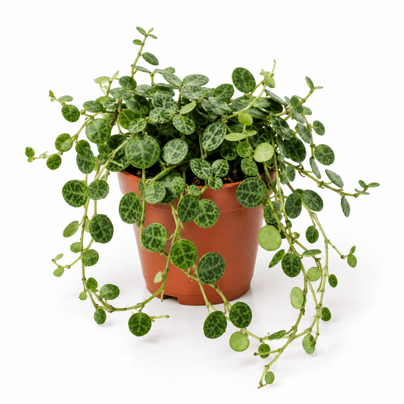 A trailing houseplant with many small oval green leaves featuring dark marbled veining, potted in a terracotta-colored plastic pot against a clean white background.