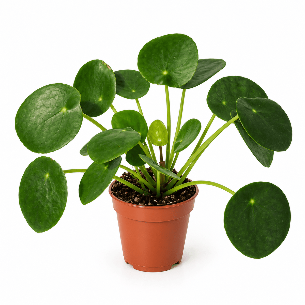 A small potted plant with round green leaves and slender stems, growing in a terracotta-colored plastic pot on a plain white background.