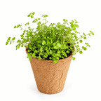 A small potted green herb plant with dense leafy stems in a brown coir peat pot, isolated on a white background.