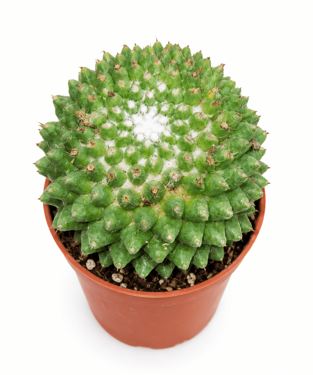 A green cactus with a distinctive white starburst pattern in the center, potted in a terracotta-colored plastic pot against a solid white background.