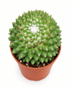 A green cactus with a distinctive white starburst pattern in the center, potted in a terracotta-colored plastic pot against a solid white background.