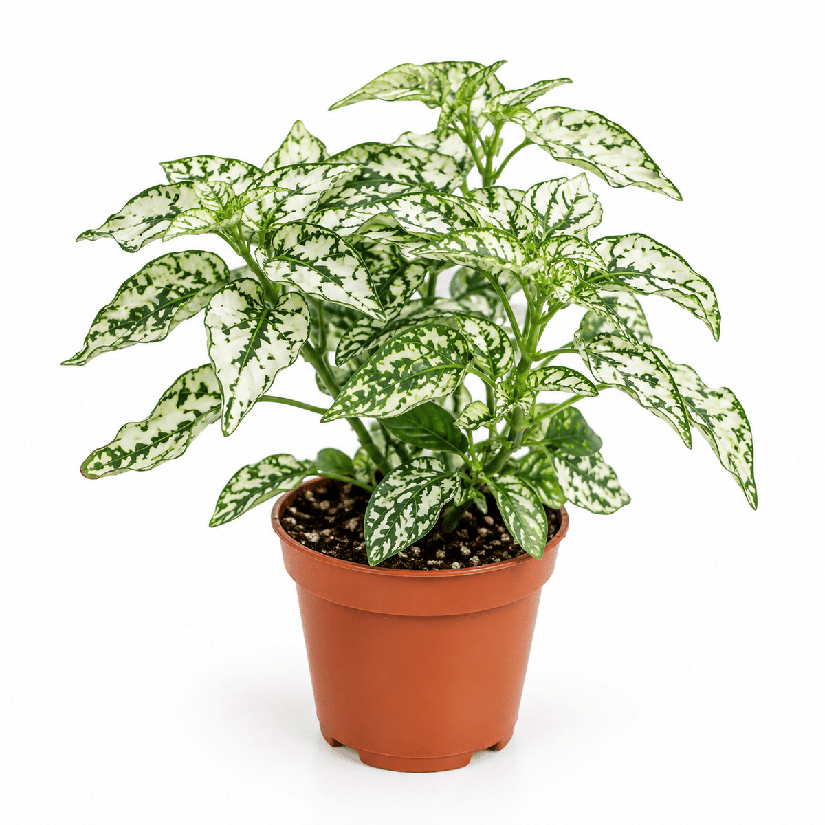 A potted variegated houseplant with green and white marbled leaves, shown in a terracotta-colored plastic nursery pot against a plain white background.