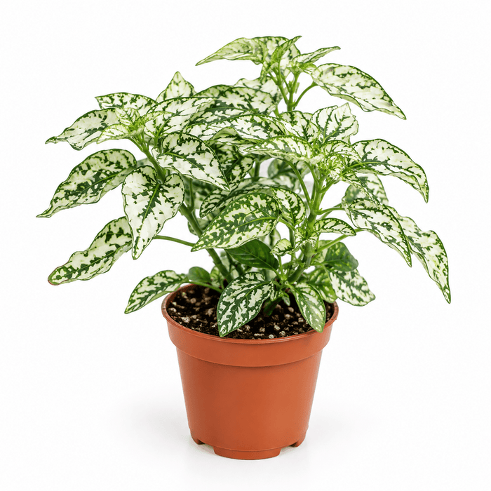 A potted variegated houseplant with green and white marbled leaves, shown in a terracotta-colored plastic nursery pot against a plain white background.