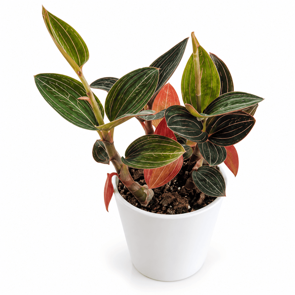 A potted variegated plant with dark green leaves featuring prominent white stripes and reddish-pink undersides, growing in a white plastic pot on a white background.