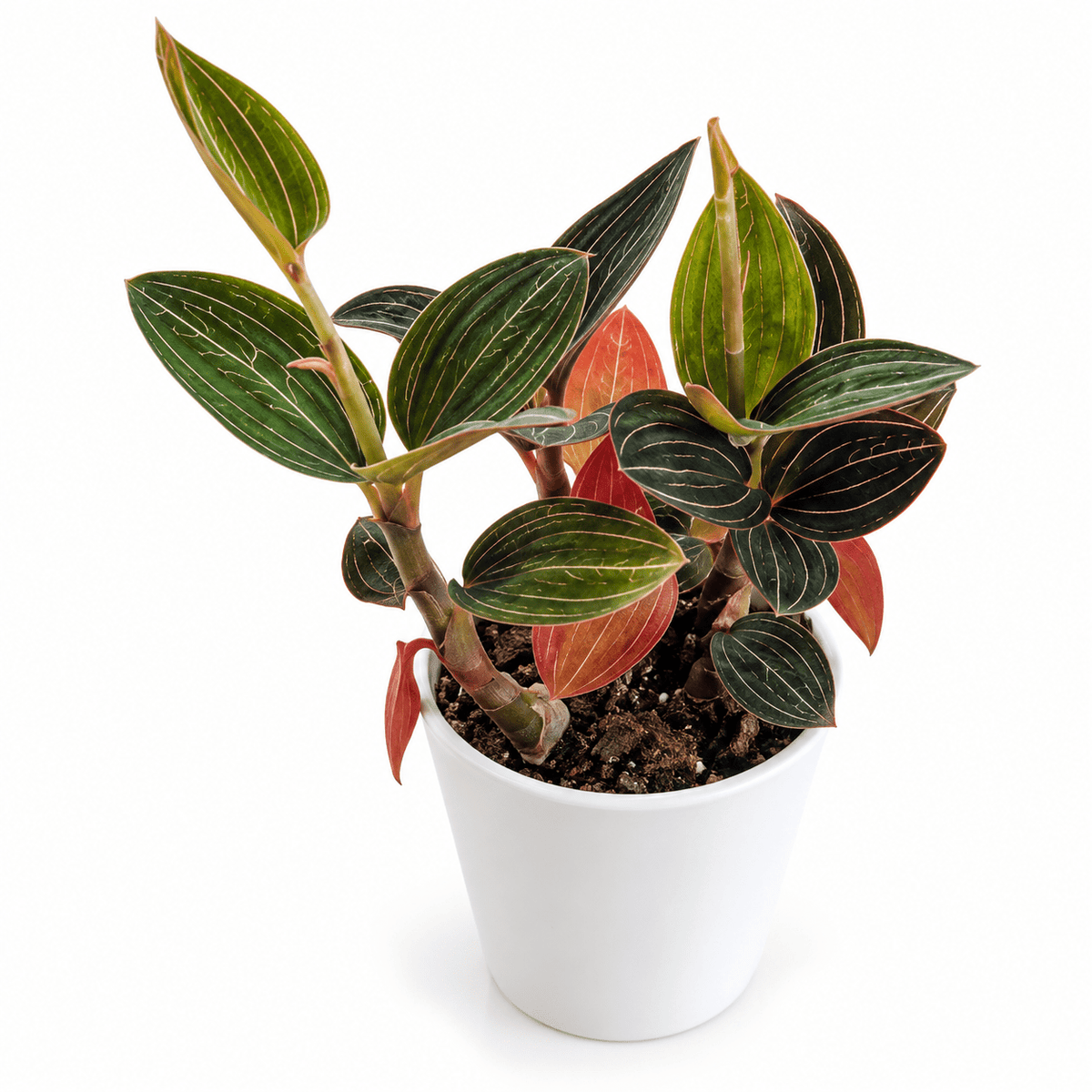 A potted variegated plant with dark green leaves featuring prominent white stripes and reddish-pink undersides, growing in a white plastic pot on a white background.