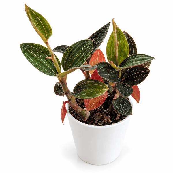 A potted variegated plant with dark green leaves featuring prominent white stripes and reddish-pink undersides, growing in a white plastic pot on a white background.