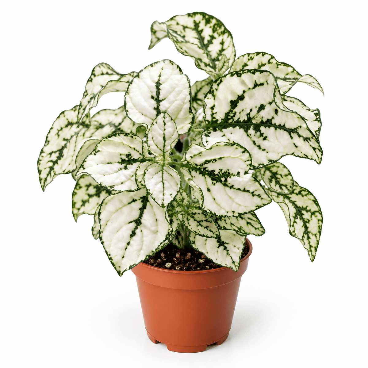 A potted variegated houseplant with white leaves featuring prominent green veining and margins, growing in a small terracotta-colored plastic pot against a plain white background.