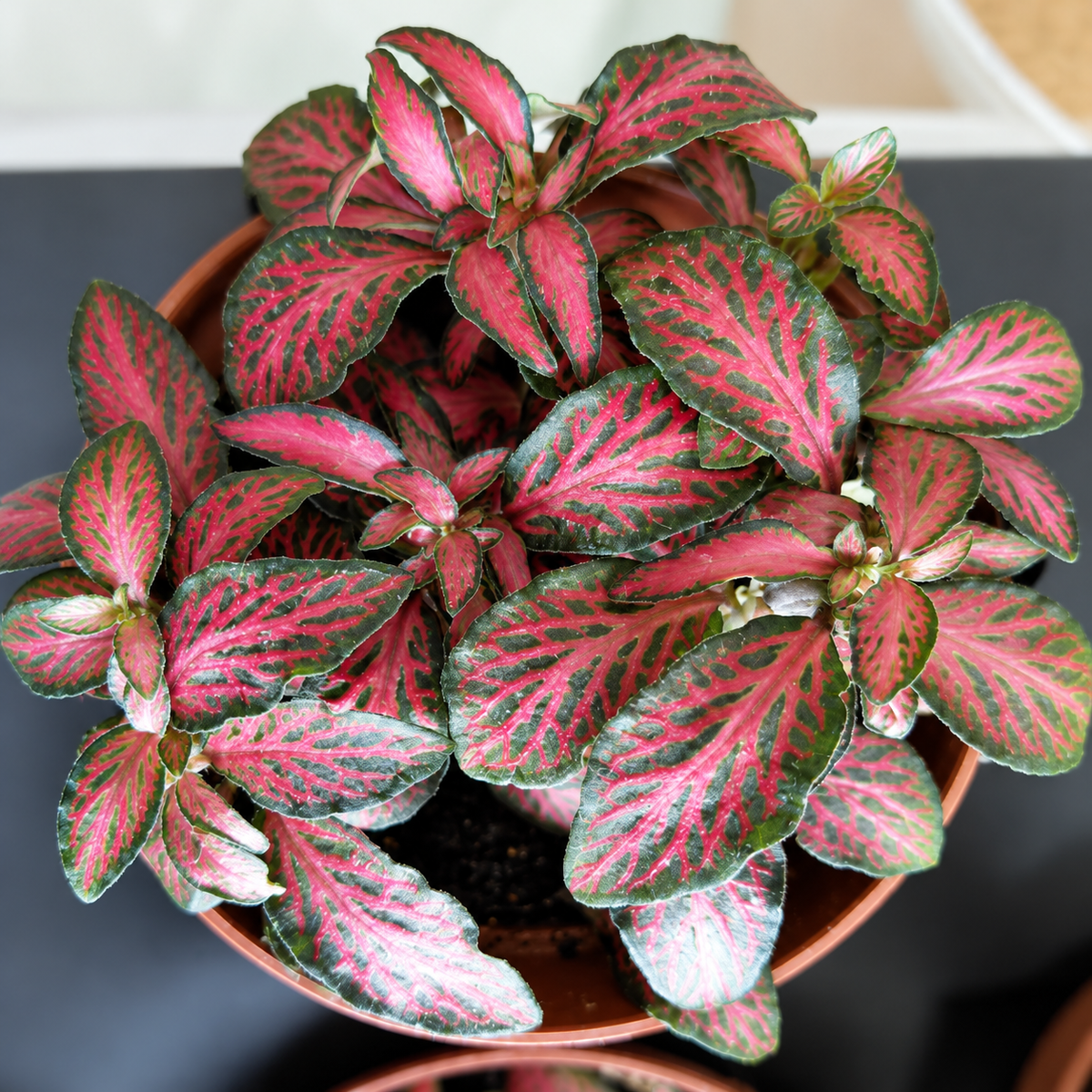 Fittonia (Nerve Plant)