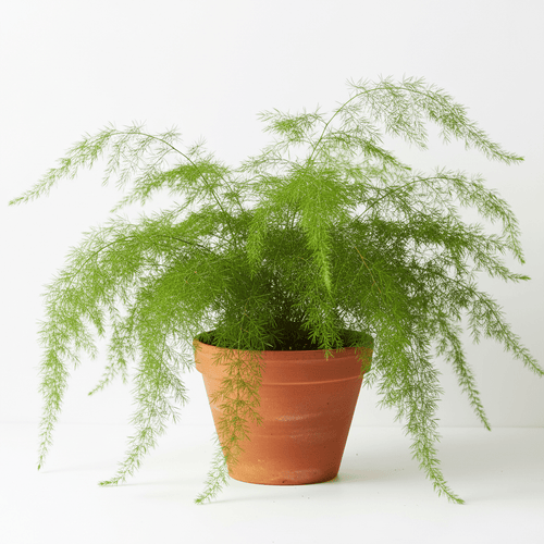 Asparagus Fern for Terrariums and House plants
