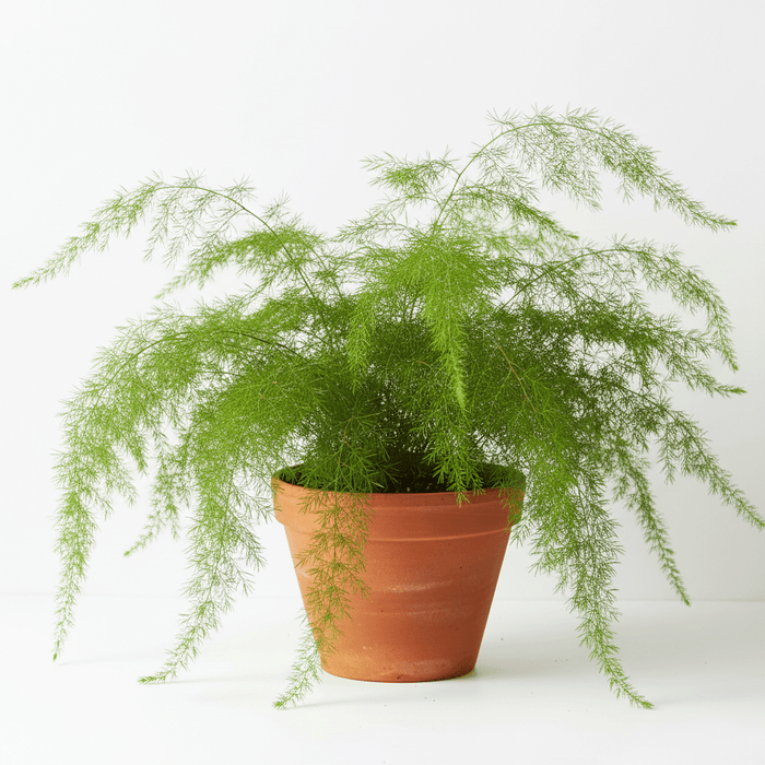 Asparagus Fern for Terrariums and House plants