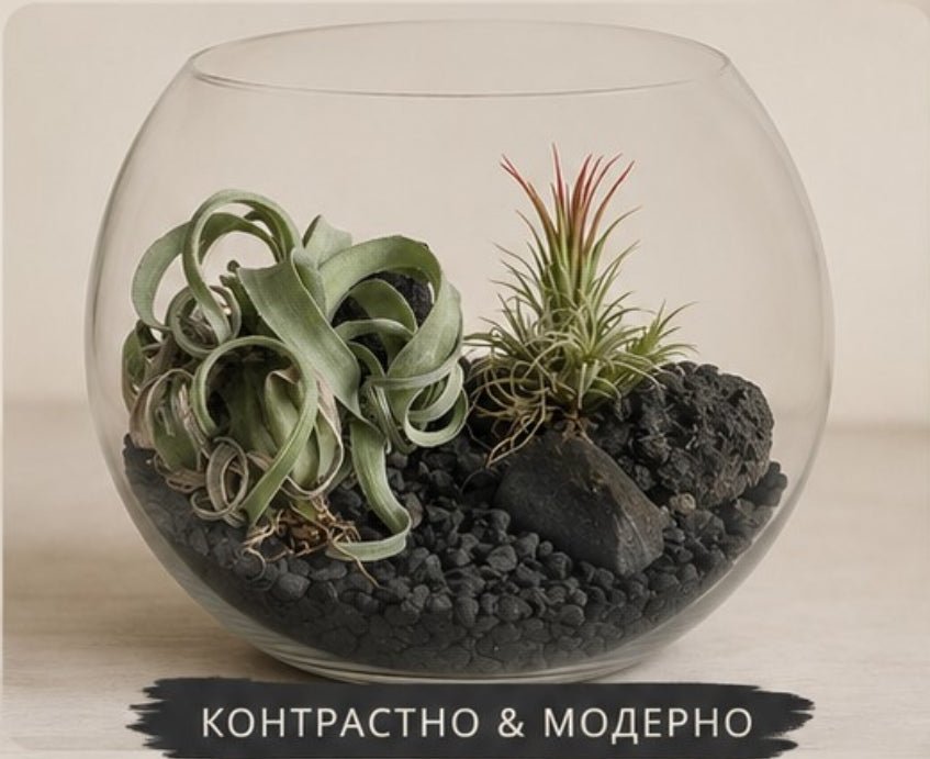 Glass terrarium with plants and rocks on a neutral background