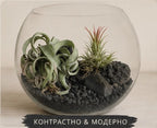 Glass terrarium with plants and rocks on a neutral background