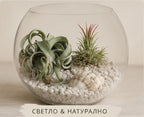 Glass terrarium with plants and pebbles on a neutral background