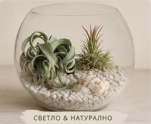Glass terrarium with plants and pebbles on a neutral background
