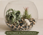 Glass terrarium with air plants and pebbles on a neutral background