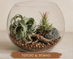 Glass terrarium with plants and pebbles on a neutral background