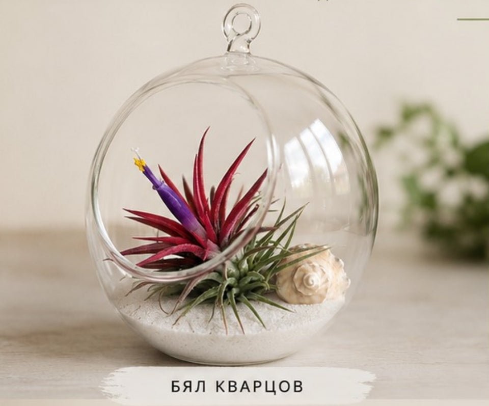 Glass terrarium with air plants and a shell on a light background