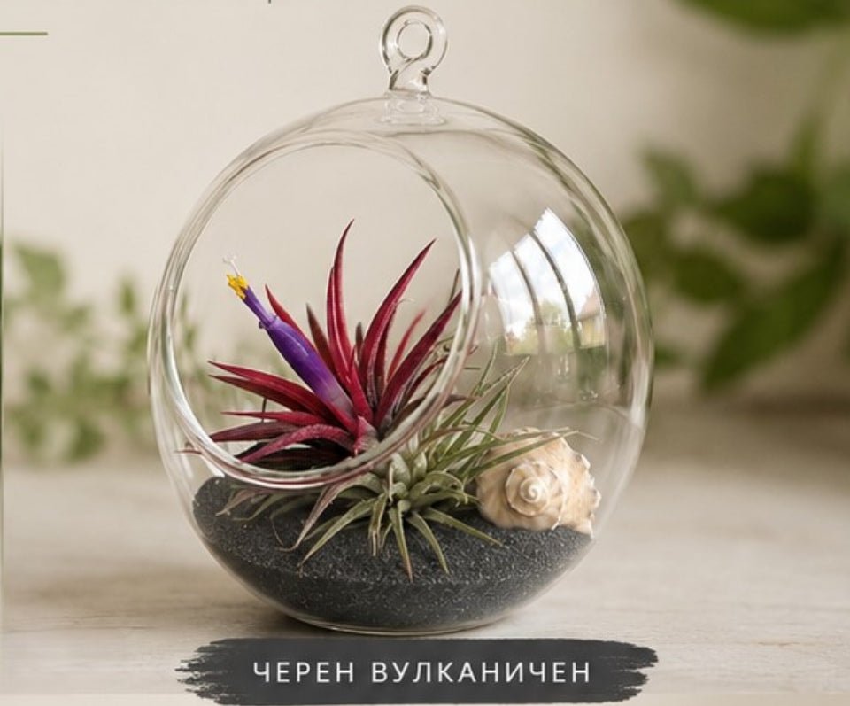 Glass terrarium with plants and a shell on a wooden surface