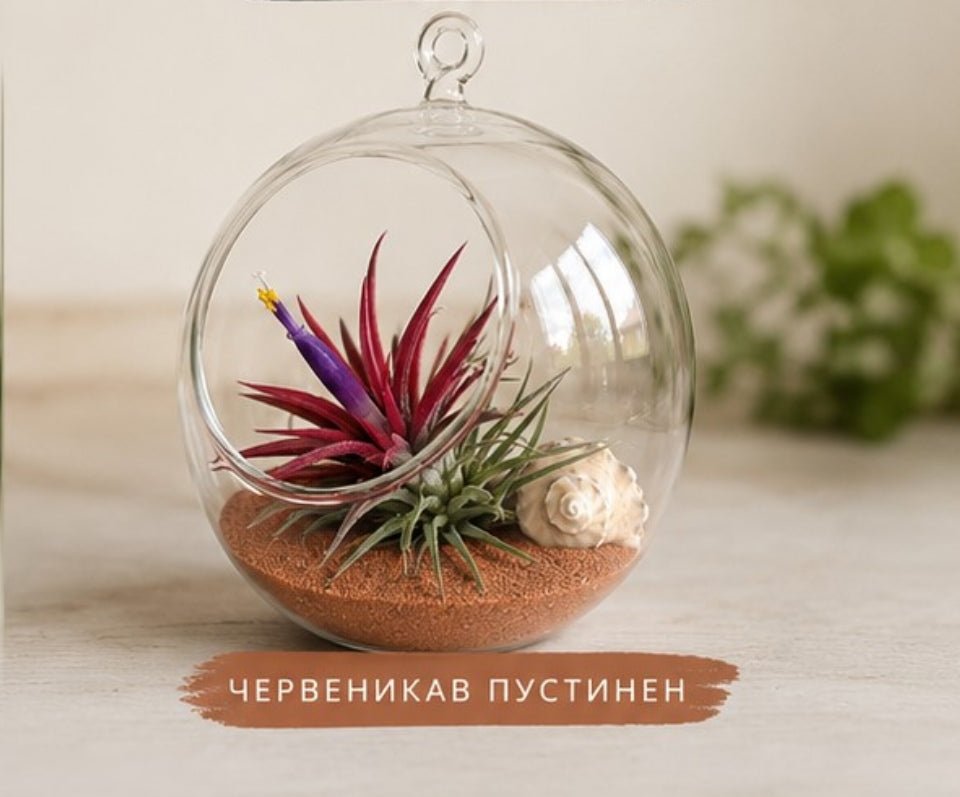 Glass terrarium with plants and a shell on a wooden surface