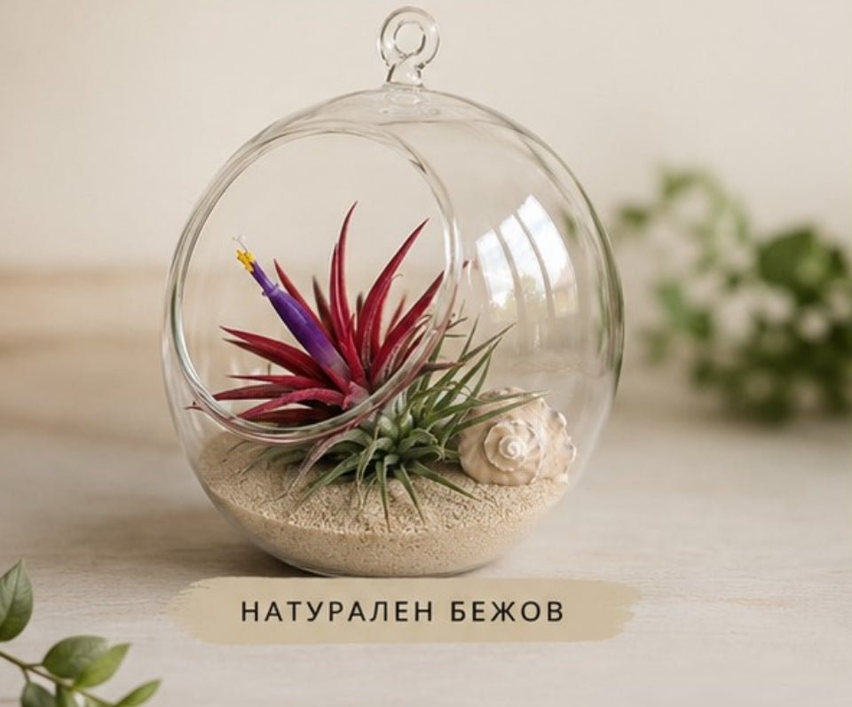 Glass terrarium with air plants on a light surface, featuring sand and a shell.